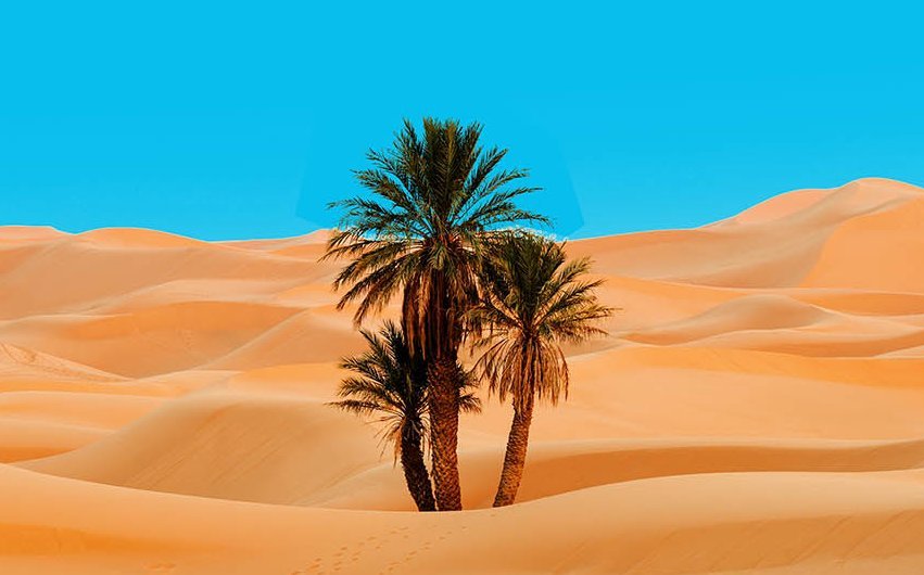 drei Palmen in der Wüste mit blauem Himmel