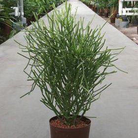 Euphorbia tirucalli Euphorbia tirucalli