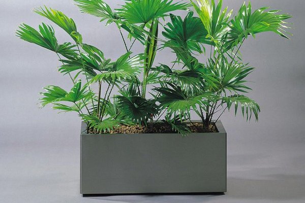 Metallgefäß eckig Eine Pflanze in einem rechteckigen Metallgefäß