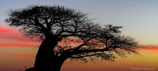 Ein Baobab vor einem Sonnenuntergang