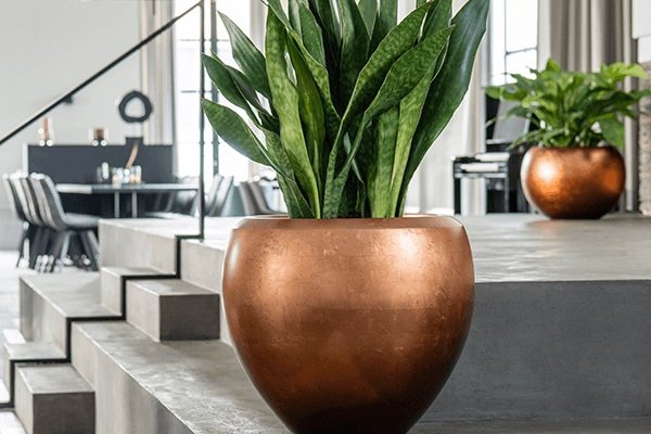 Verbundmaterial Metalloptik Eine Pflanze in einem Gefäß aus Verbundwerkstoff in glänzender Metalloptik