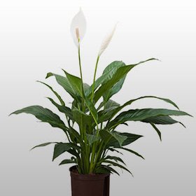 Spathiphyllum Die Pflanze Spathiphyllum