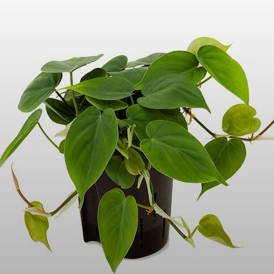 Philodendron scandens Ein Philodendron scandens