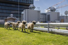 Schafe auf einem Münchner Hochhausdach