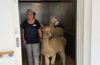 Alpakas im Aufzug Alpakas im Aufzug