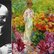 Emil Nolde / Emil Nolde, Blumengarten, Frau im weißen Kleid en face