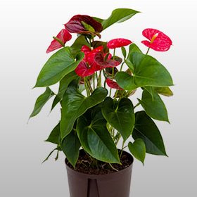 Anthurium andreanum Anthurium andreanum