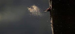 Specht Specht