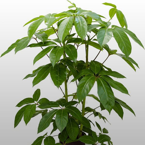 Schefflera amate Schefflera amate