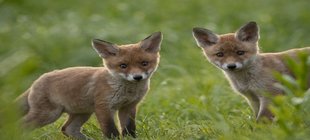 Zwei junge Füchse auf einer Wiese