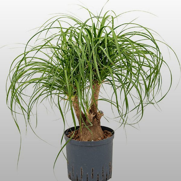 Beaucarnea Beaucarnea