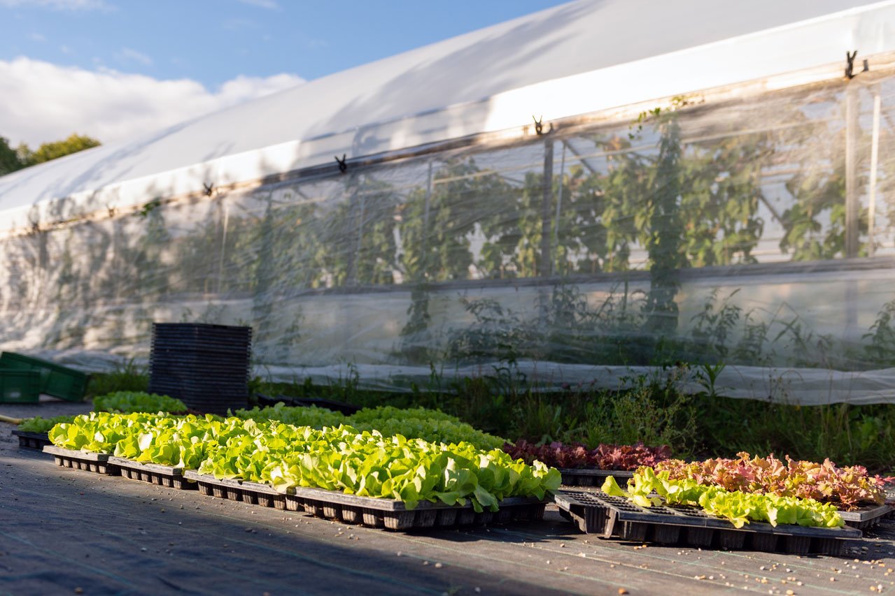 Gemüseanbau unter Glas Die Augustinum Gärtnerei Hollern baut auf mehr als 25.000 Quadratmetern Freiland und 2.600 Quadratmetern unter Glas und Folie Gemüse an