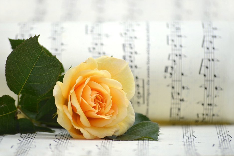 Augustinum Seniorenresidenzen Musik Ein Rose zwischen Notenblättern