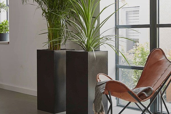 Kunststoffgefäße schwarz Zwei Pflanzen in rechteckigen Kunststoffgefäßen