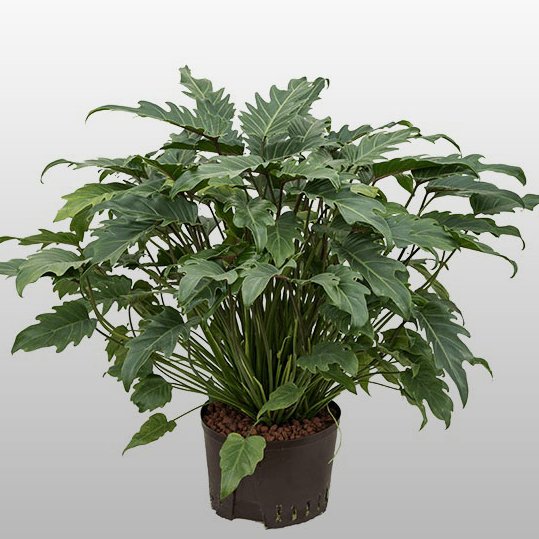 Philodendron xanadu Philodendron xanadu