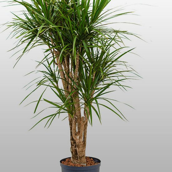 Dracaena marginata Dracaena marginata
