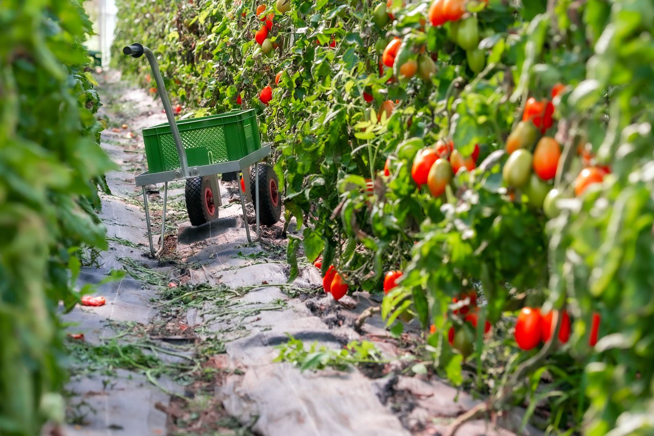 Tomatenanbau Tomatenanbau in der Augustinum Gärtnerei Hollern