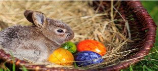 Hase in einem Nest mit Eiern Hase in einem Nest mit Eiern