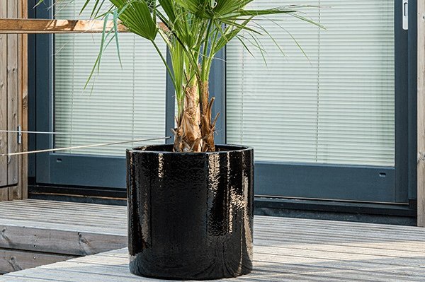 Keramikgefäß schwarz Eine Pflanze in einem schwarzen glänzenden Keramikgefäß