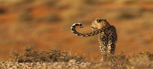 Ein Leopard in einer südafrikanischen Landschaft