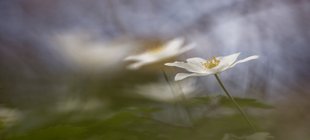 Fotografie eines Buschwindröschens