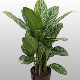 Aglaonema Stripes Eine Aglaonema Stripes