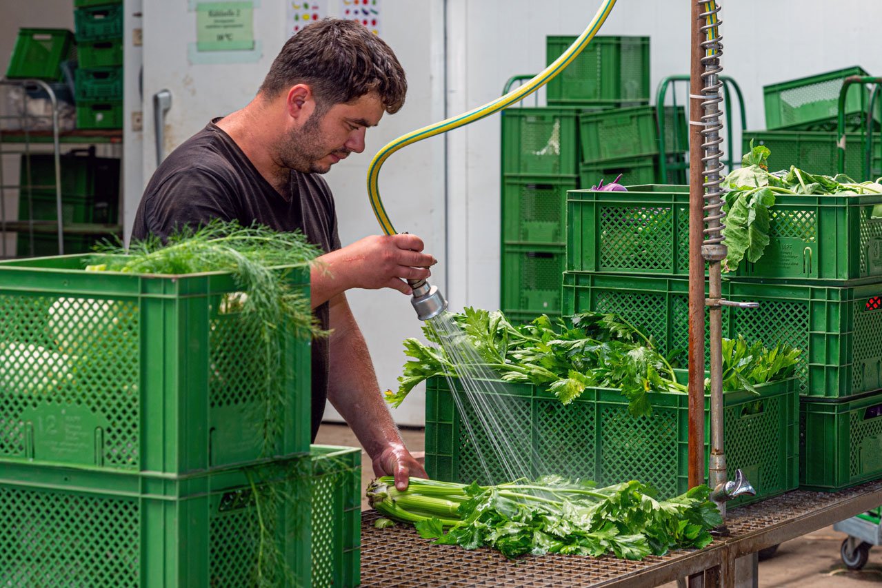 Gemüse reinigen Ein Klient der Augustinum Gärtnerei Hollern reinigt Gemüse