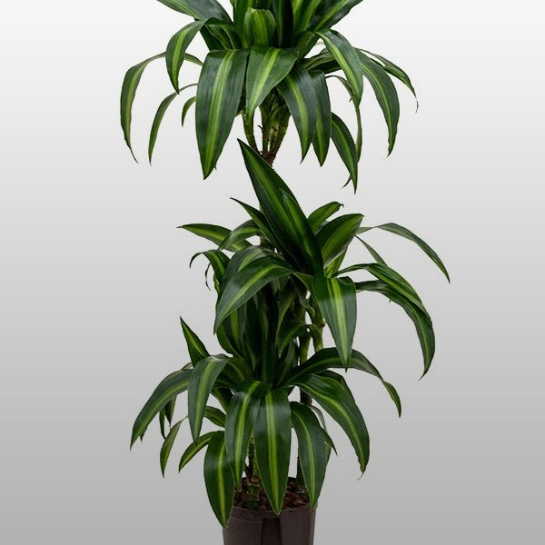 Dracaena hawaiian sunshine Eine Dracaena hawaiian sunshine