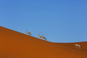 Wildes Namibia