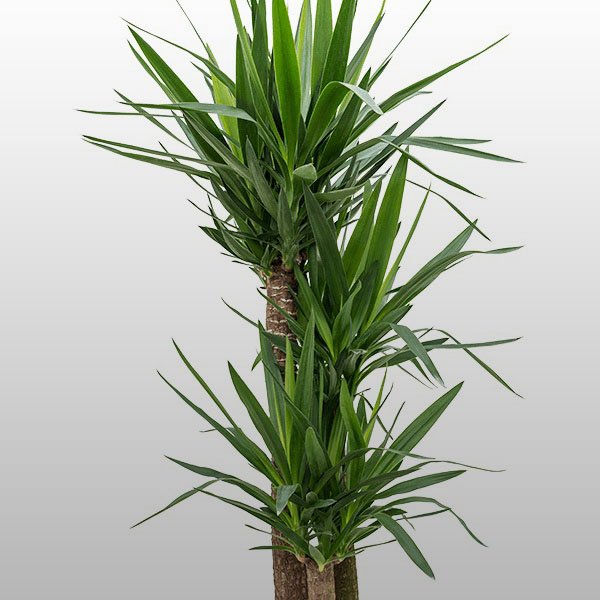 Yucca Yucca