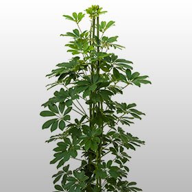 Schefflera arboricola Schefflera arboricola