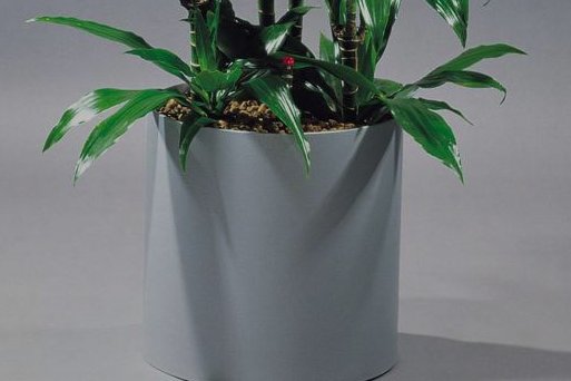 Kunststoffgefäß matt Eine Pflanze in einem matten Kunststoffgefäß