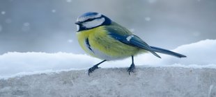 Ein Vogel im Schnee