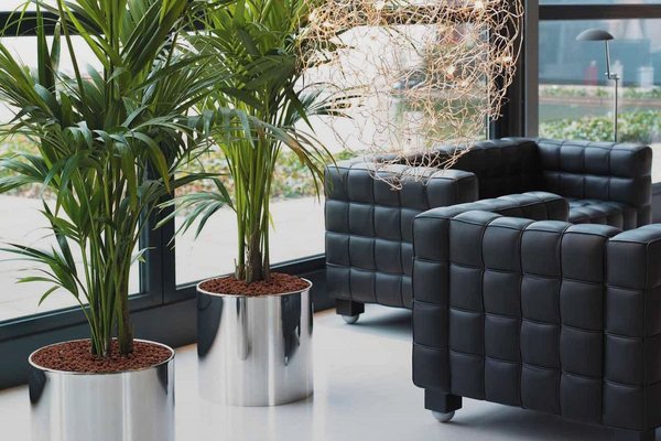 Metallgefäße Zwei große Pflanzen in Metallgefäßen