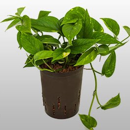 Scindapsus aureus Scindapsus aureus