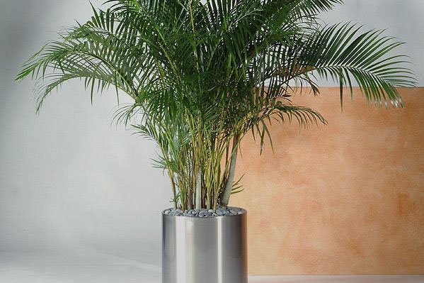 Metallgefäß Eine Pflanze in einem Metallgefäß