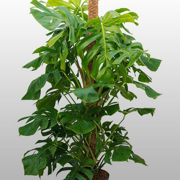 Monstera Die Pflanze Monstera