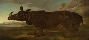 das nashorn clara in einem Gemälde von Jean-Baptiste Oudry
