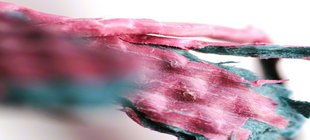 Vom Sichtbaren und Unsichtbaren Eine Makrofotografie mit rosa, grau-grünen Farben von Iris Schlichte.