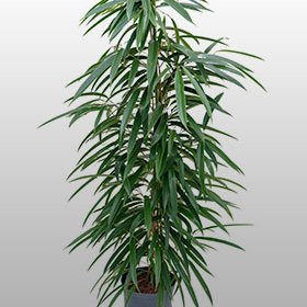 Ficus Allii Ficus Allii