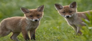 zwei kleine Füchse im Gras