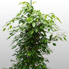 Ficus benjamina Ficus benjamina