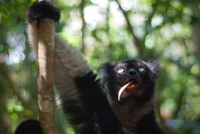 Lemur