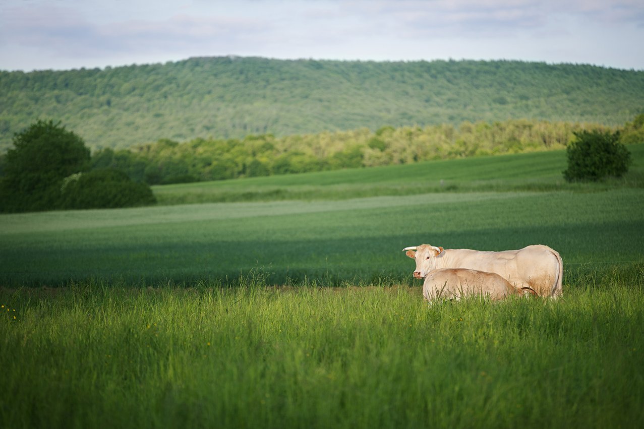 Auenland Beef Rinder der Rasse Rasse Blonde d’Aquitaine auf der Weide