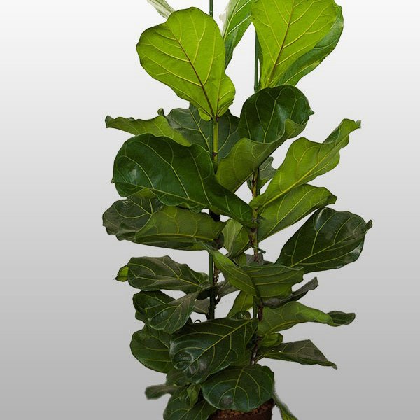 Ficus lyrata Ficus lyrata