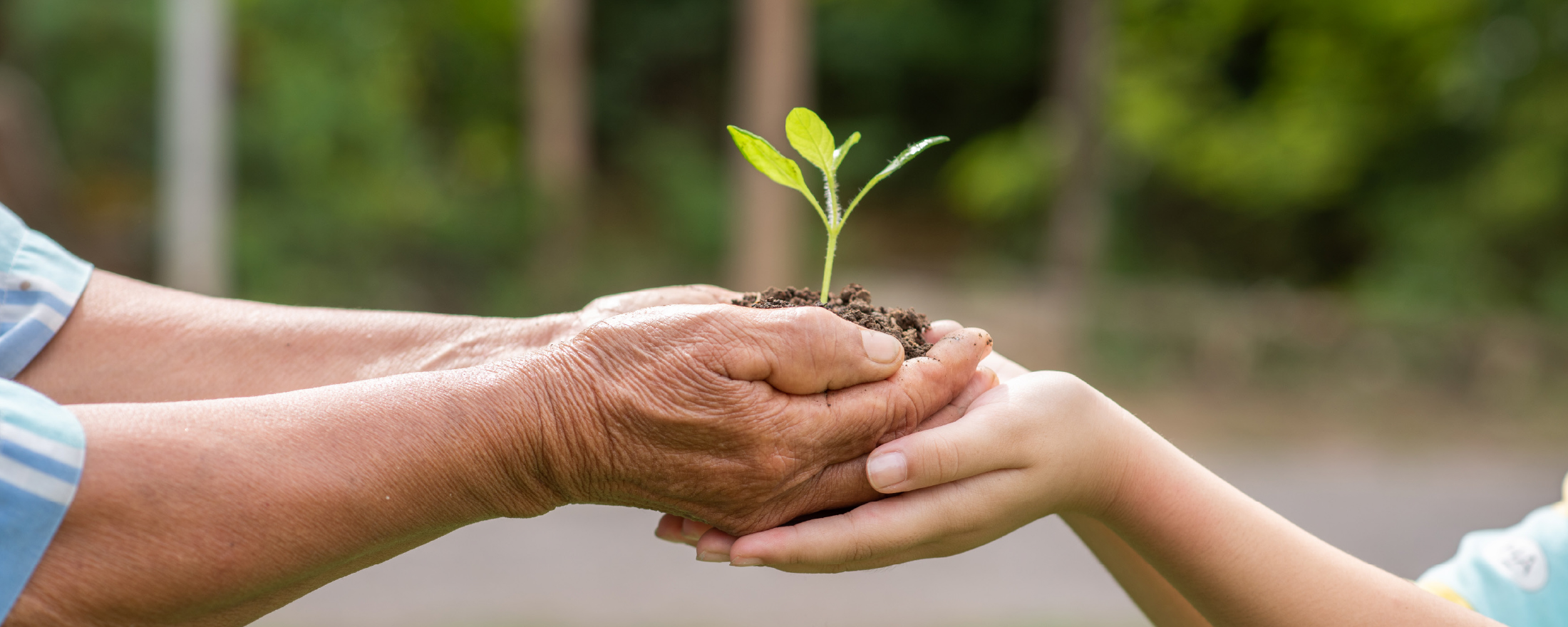 aus zwei Händen eines älteren Mannes wird eine Pflanze mit Erde einer jungen Hand übergeben